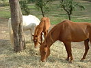 rutas a caballo asturias,rutas a caballo en asturias picos de europa.hipico,hipica